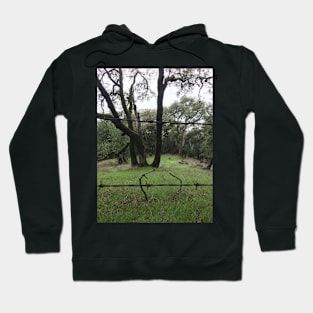 taylor mountain trees Hoodie